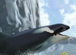 海洋3d蓝鲸模拟logo图