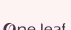 一叶子图标