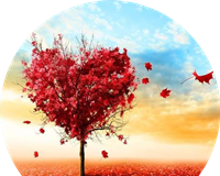 爱枫英语学习图标