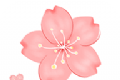 樱花网logo图