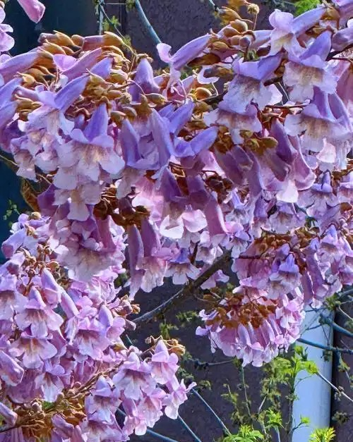 春天是泡桐花开的季节，猜猜泡应该读第几声
