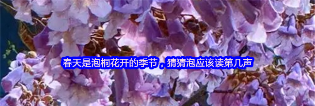 春天是泡桐花开的季节，猜猜泡应该读第几声