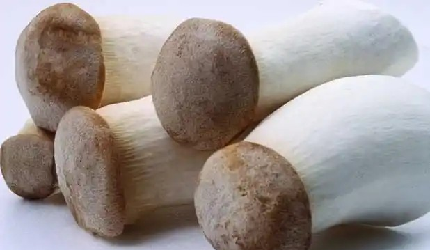 鸡腿菇不能与酒同食吗
