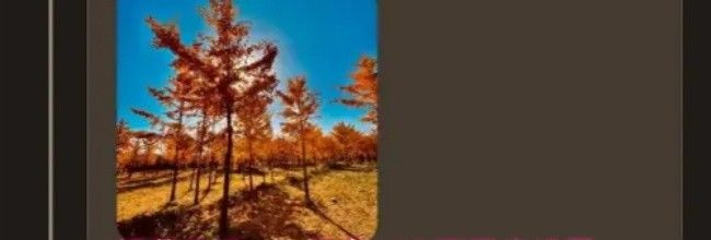 榴莲日记app仅在WIFI下同步设置