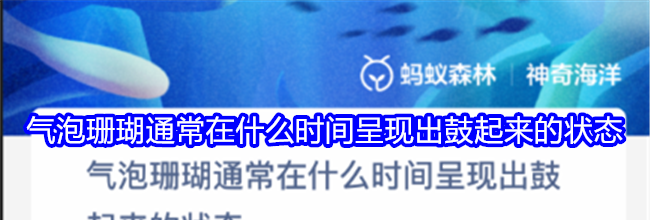 气泡珊瑚通常在什么时间呈现出鼓起来的状态