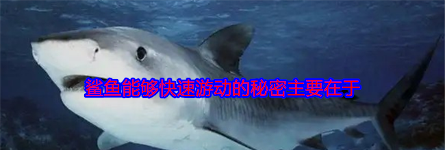 鲨鱼能够快速游动的秘密主要在于