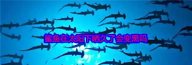 鲨鱼在太阳下晒久了会变黑吗