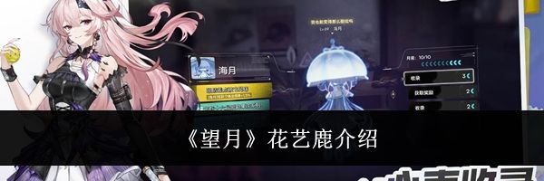 《望月》花艺鹿介绍