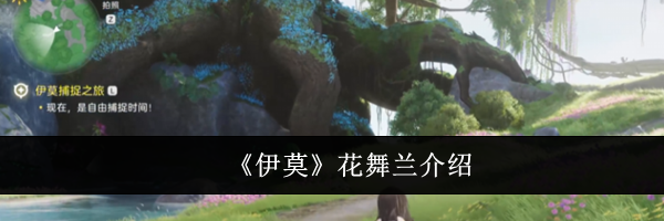 《伊莫》花舞兰介绍