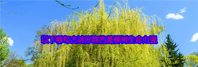 以下哪句古诗形容的是柳树生命力强