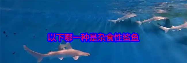 以下哪一种是杂食性鲨鱼