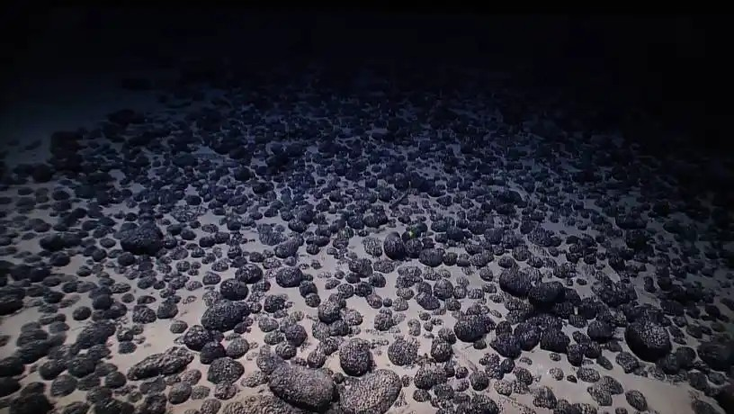 以下哪种海洋环境中的食物链被称为“黑色食物链”